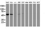 EPHX1 Antibody in Western Blot (WB)