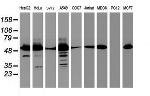 EPHX1 Antibody in Western Blot (WB)