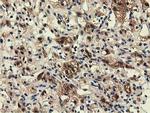 EPHX2 Antibody in Immunohistochemistry (Paraffin) (IHC (P))