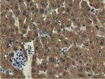 EPHX2 Antibody in Immunohistochemistry (Paraffin) (IHC (P))