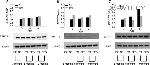 SERCA2 ATPase Antibody in Western Blot (WB)