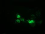 EPM2AIP1 Antibody in Immunocytochemistry (ICC/IF)