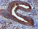 EPN2 Antibody in Immunohistochemistry (Paraffin) (IHC (P))