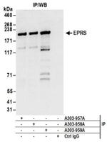 EPRS Antibody in Western Blot (WB)