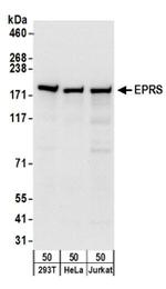 EPRS Antibody in Western Blot (WB)