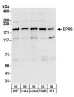 EPRS Antibody in Western Blot (WB)