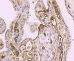 DKK1 Antibody in Immunohistochemistry (Paraffin) (IHC (P))