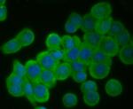 EGFR Antibody in Immunocytochemistry (ICC/IF)