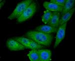 GOLPH3 Antibody in Immunocytochemistry (ICC/IF)