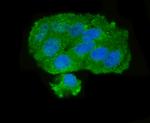 GOLPH3 Antibody in Immunocytochemistry (ICC/IF)