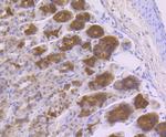 GOLPH3 Antibody in Immunohistochemistry (Paraffin) (IHC (P))