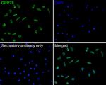 GRP78 Antibody in Immunocytochemistry (ICC/IF)