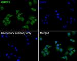 GRP78 Antibody in Immunocytochemistry (ICC/IF)