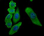 GRP78 Antibody in Immunocytochemistry (ICC/IF)