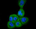 GRP78 Antibody in Immunocytochemistry (ICC/IF)