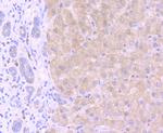 GRP78 Antibody in Immunohistochemistry (Paraffin) (IHC (P))