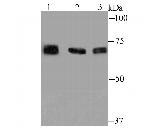 GRP78 Antibody in Western Blot (WB)