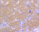 LRRK2 Antibody in Immunohistochemistry (Paraffin) (IHC (P))