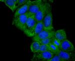 JAK2 Antibody in Immunocytochemistry (ICC/IF)