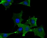 DLL4 Antibody in Immunocytochemistry (ICC/IF)