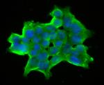 DLL4 Antibody in Immunocytochemistry (ICC/IF)