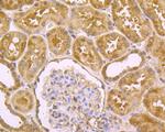 DLL4 Antibody in Immunohistochemistry (Paraffin) (IHC (P))