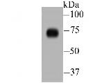 DLL4 Antibody in Western Blot (WB)