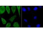 USP36 Antibody in Immunocytochemistry (ICC/IF)