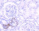 USP36 Antibody in Immunohistochemistry (Paraffin) (IHC (P))