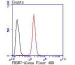 FBXW7 Antibody in Flow Cytometry (Flow)