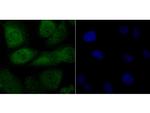 FBXW7 Antibody in Immunocytochemistry (ICC/IF)