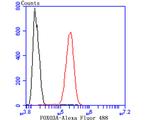 FOXO3A Antibody in Flow Cytometry (Flow)