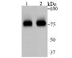 FOXO3A Antibody in Western Blot (WB)