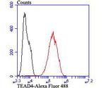 TEAD4 Antibody in Flow Cytometry (Flow)