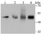 TEAD4 Antibody in Western Blot (WB)