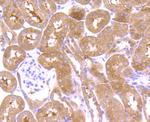 Osteopontin Antibody in Immunohistochemistry (Paraffin) (IHC (P))