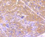 Osteopontin Antibody in Immunohistochemistry (Paraffin) (IHC (P))