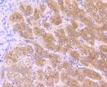 Apolipoprotein A1 Antibody in Immunohistochemistry (Paraffin) (IHC (P))