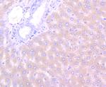 Apolipoprotein A1 Antibody in Immunohistochemistry (Paraffin) (IHC (P))