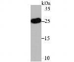 Apolipoprotein A1 Antibody in Western Blot (WB)