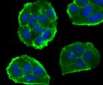 CD55 Antibody in Immunocytochemistry (ICC/IF)