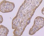 CD55 Antibody in Immunohistochemistry (Paraffin) (IHC (P))