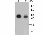 CD55 Antibody in Western Blot (WB)