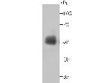 CD55 Antibody in Western Blot (WB)