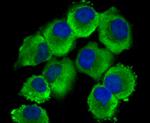 GST3 Antibody in Immunocytochemistry (ICC/IF)