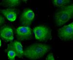 GST3 Antibody in Immunocytochemistry (ICC/IF)