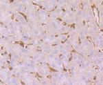 GST3 Antibody in Immunohistochemistry (Paraffin) (IHC (P))