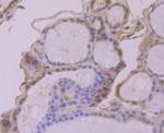 Apg3 Antibody in Immunohistochemistry (Paraffin) (IHC (P))