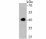 Apg3 Antibody in Western Blot (WB)