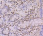 Atg12 Antibody in Immunohistochemistry (Paraffin) (IHC (P))